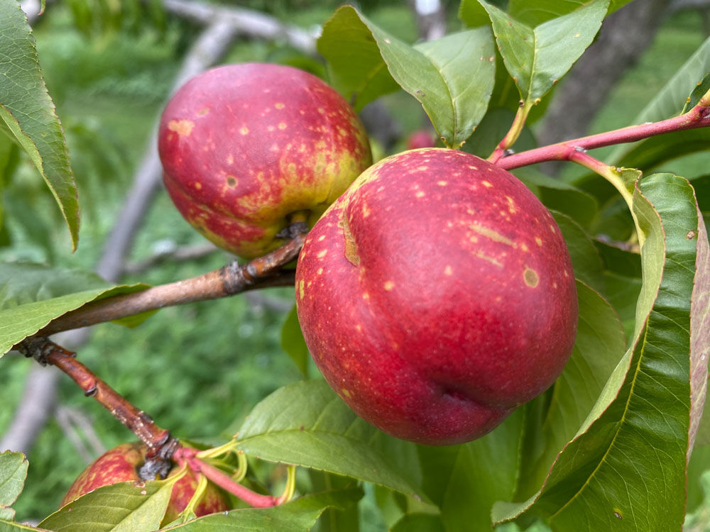 Nectarine - Fantasia - 06.jpeg